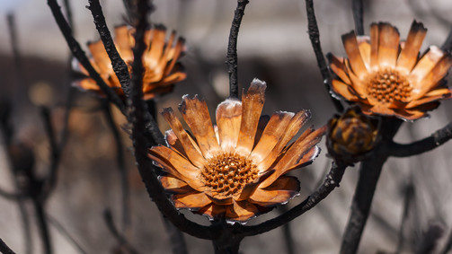 Protea Plant